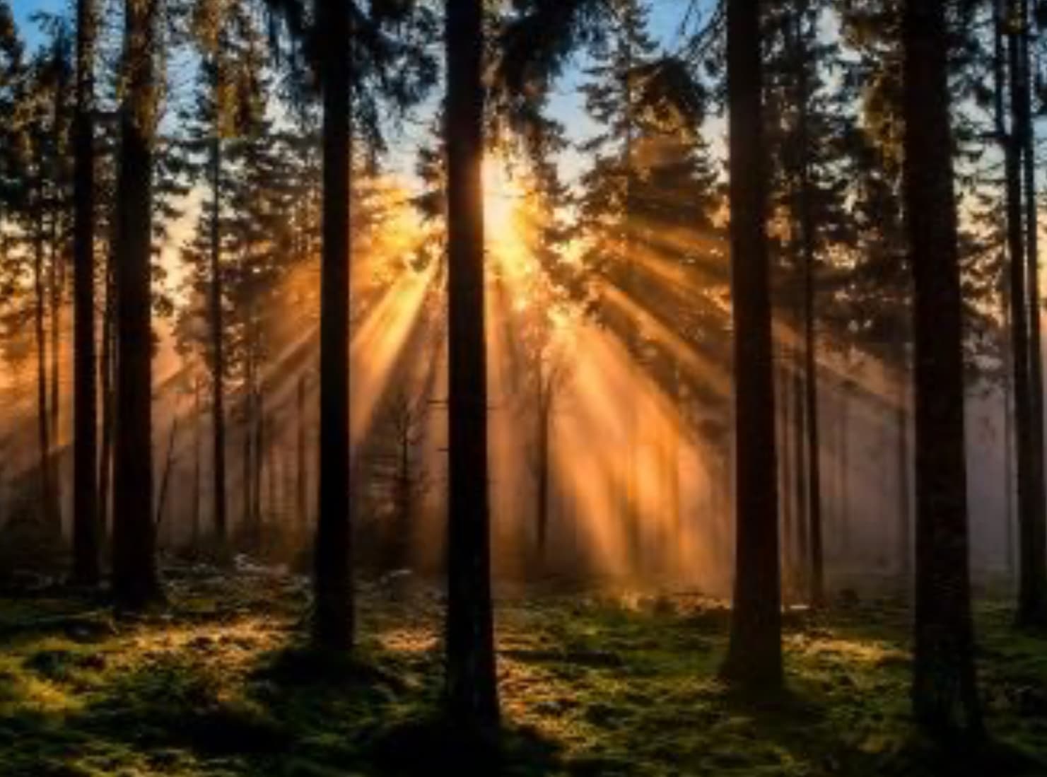 The Carbon Sink lanza plataforma para gestionar huella de carbono en empresas