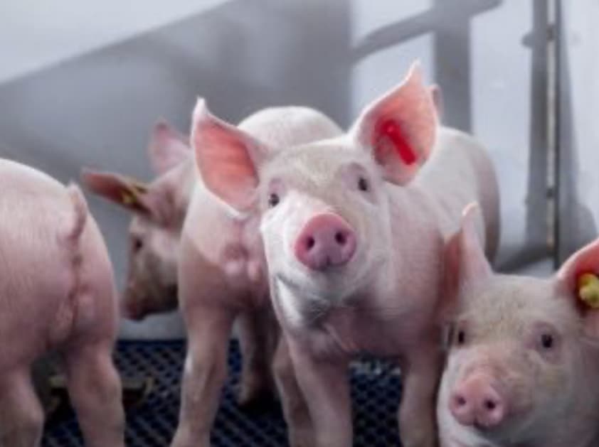 MSD Salud Animal introduce Circumvent® CML, primera vacuna triple para cerdos en Argentina