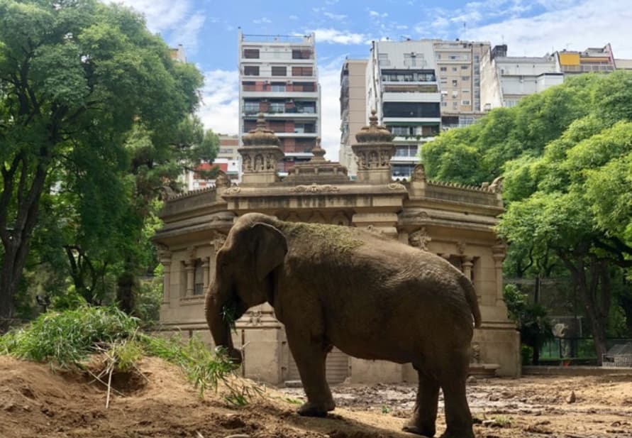 BBC estrena “Caravana”, documental sobre elefantes en cautiverio en Latinoamérica producido por Posibl.