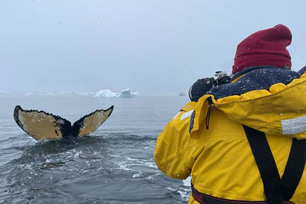 HappyWhale integra registros de Chubut en una red global para el estudio de ballenas