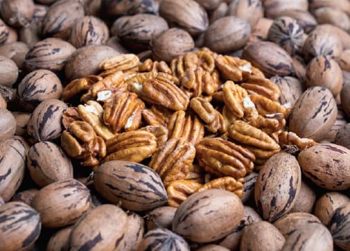 Productores de pecán reclaman acceso a financiamiento para sostener el desarrollo del sector agropecuario