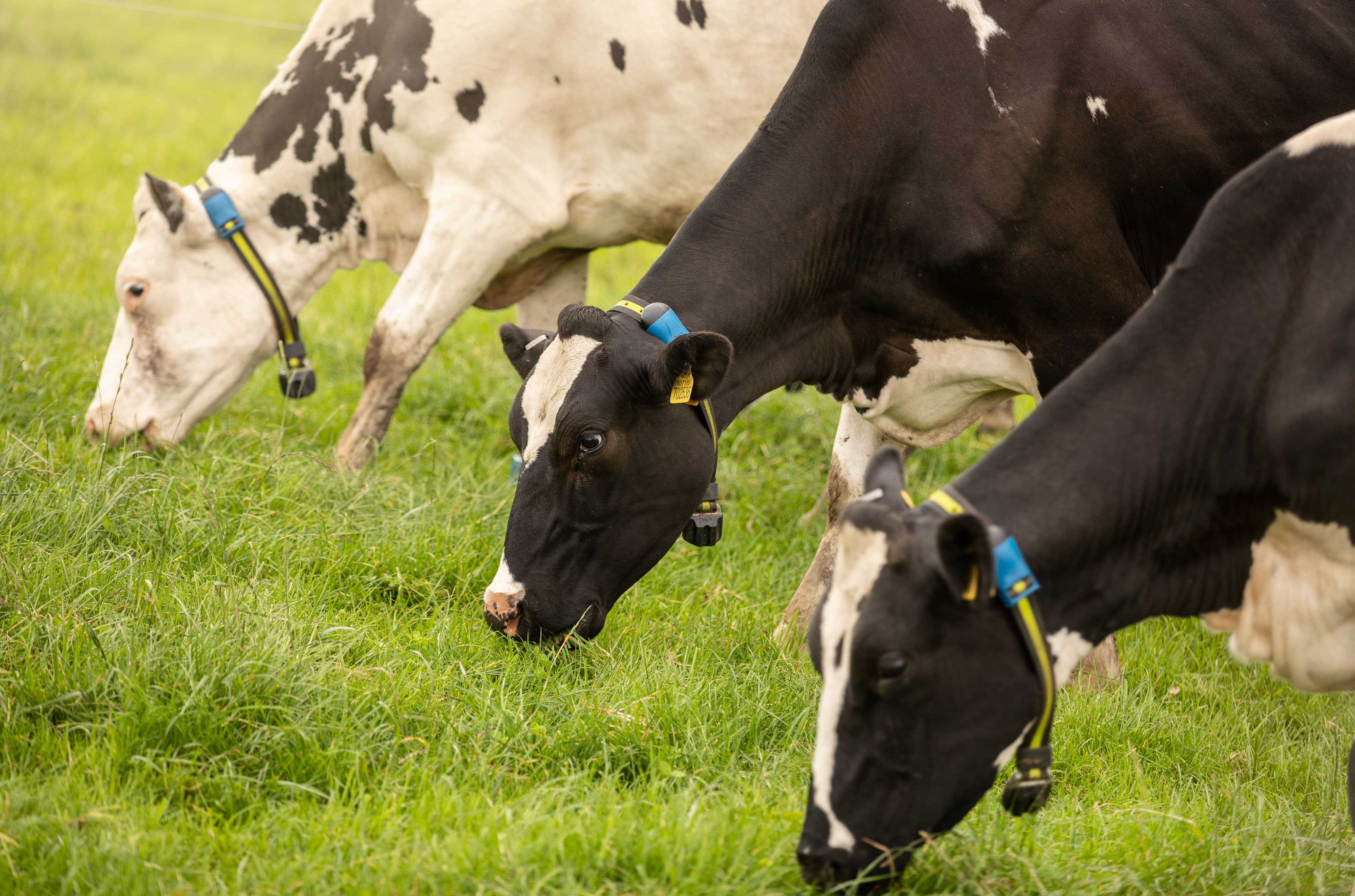 El enfoque One Health impulsa prevención y productividad en el sector agroalimentario argentino