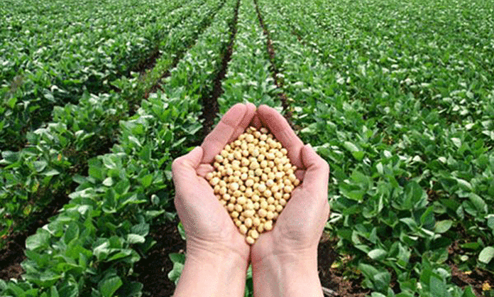 Stine proyecta crecimiento en soja con tecnología Enlist pese a reducción de superficie de siembra