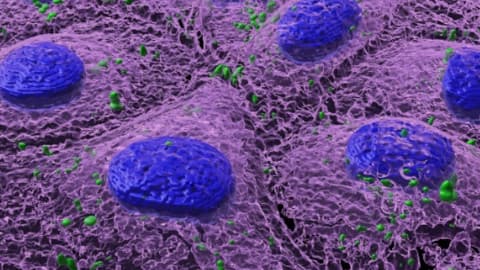 Investigación internacional identifica efectos de microplásticos sobre el microbioma intestinal humano