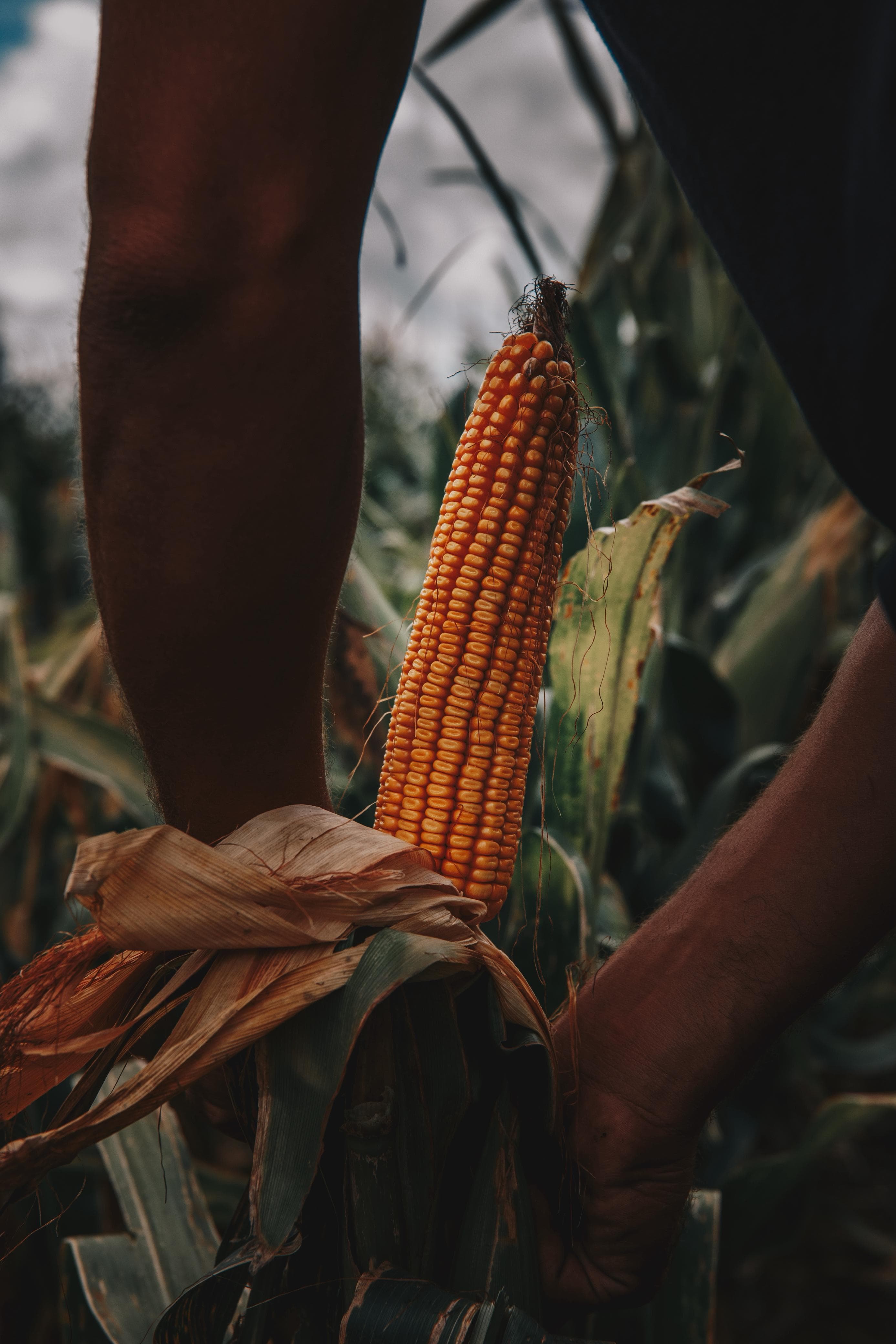 El maíz tardío se consolida como alternativa en Córdoba y Buenos Aires tras un año de lluvias