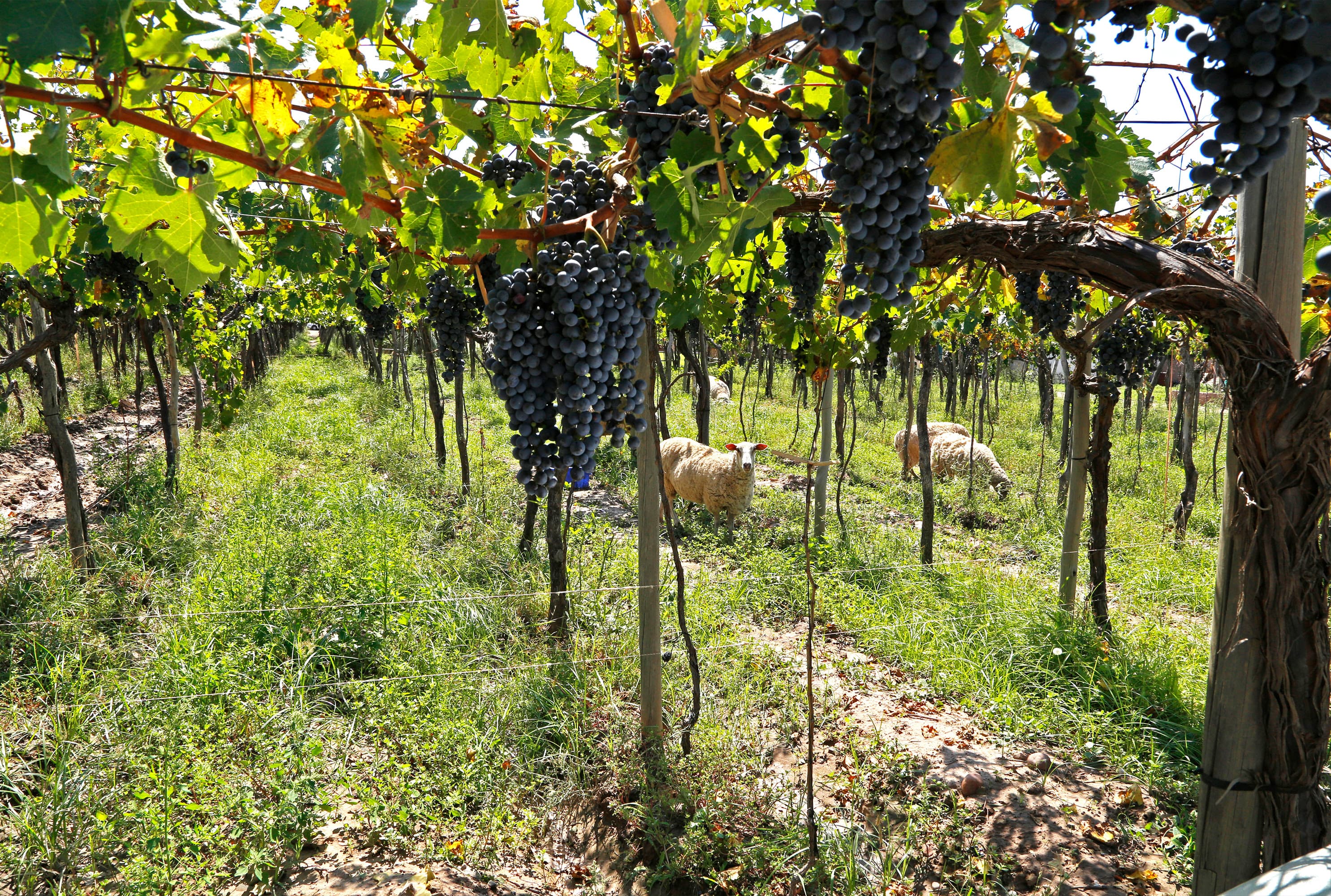 Bodega Kaiken debuta en el puesto 36 del ranking The World’s 50 Best Vineyards 2025