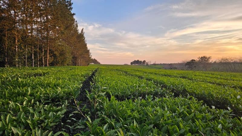 De Misiones al mundo: el primer té argentino con baja huella de carbono