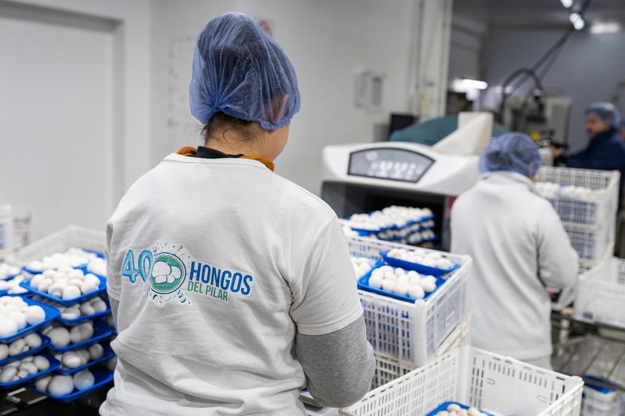 Hongos del Pilar expone el proceso productivo de champiñones y portobellos en Buenos Aires