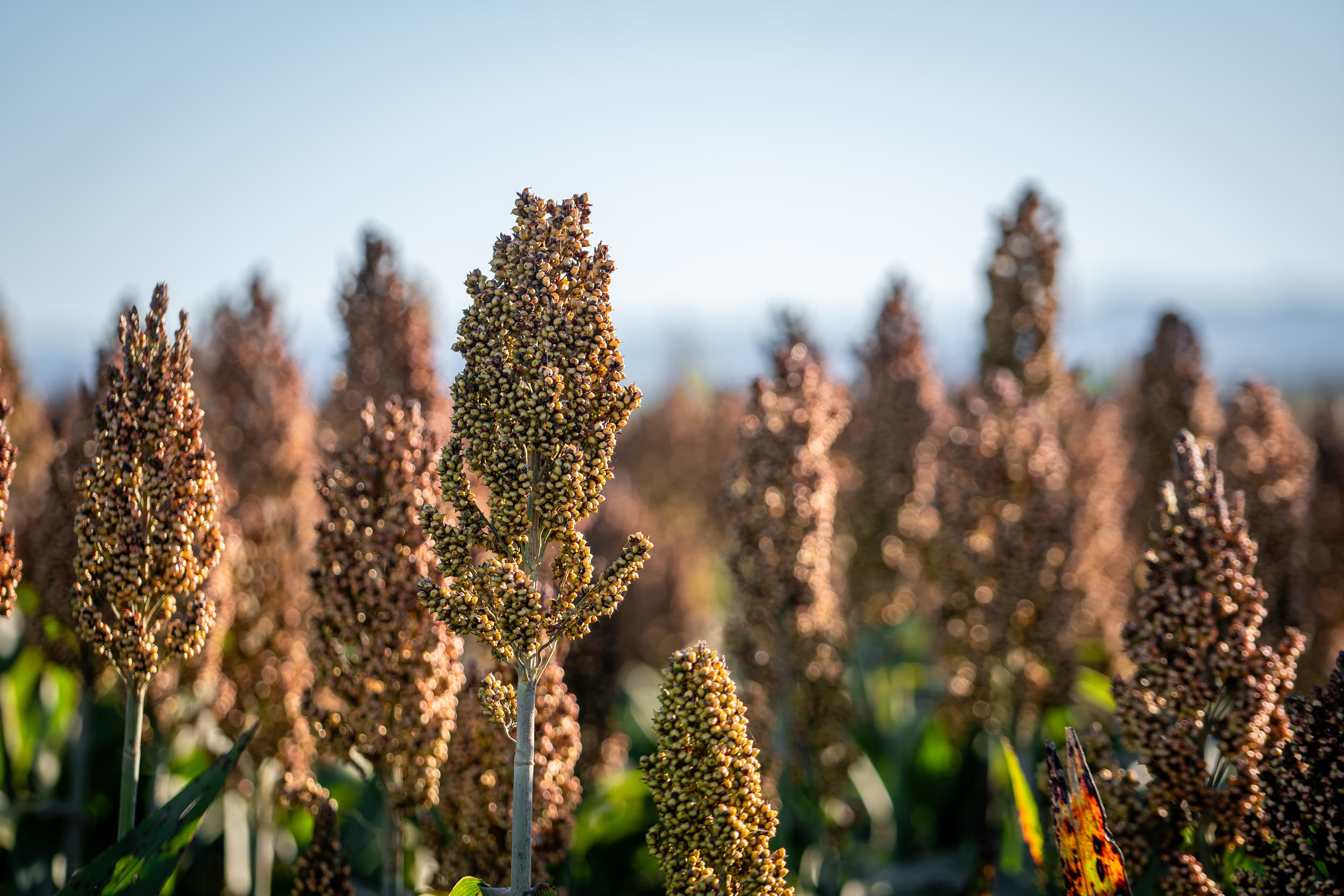 Un ensayo en Córdoba confirma que el sorgo bajo en taninos maximiza la rentabilidad porcina