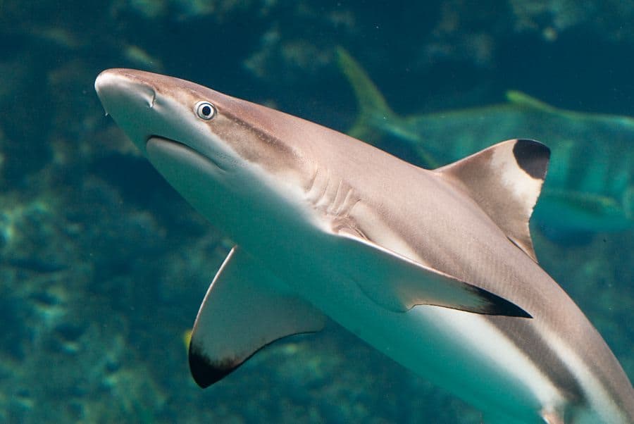 Investigadores del CONICET presentan datos inéditos sobre tiburones patagónicos para fortalecer la protección