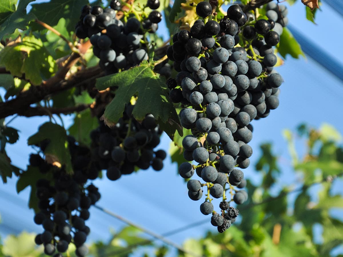 Cinco etiquetas de Cabernet Franc argentino reflejan diversidad y expansión de la variedad