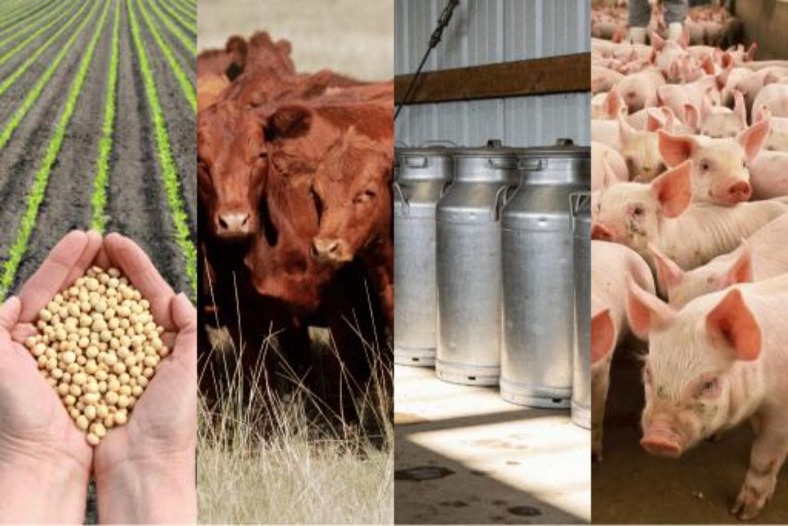 Fundación Mediterránea analizó el año 2025 del agro: ganadería arriba y granos con precios débiles