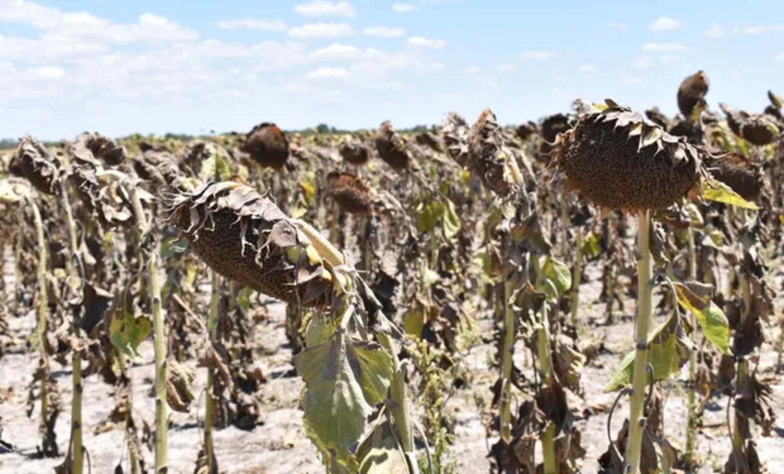 Sequía y comercio global: Dante Romano analiza el sostén climático de los granos