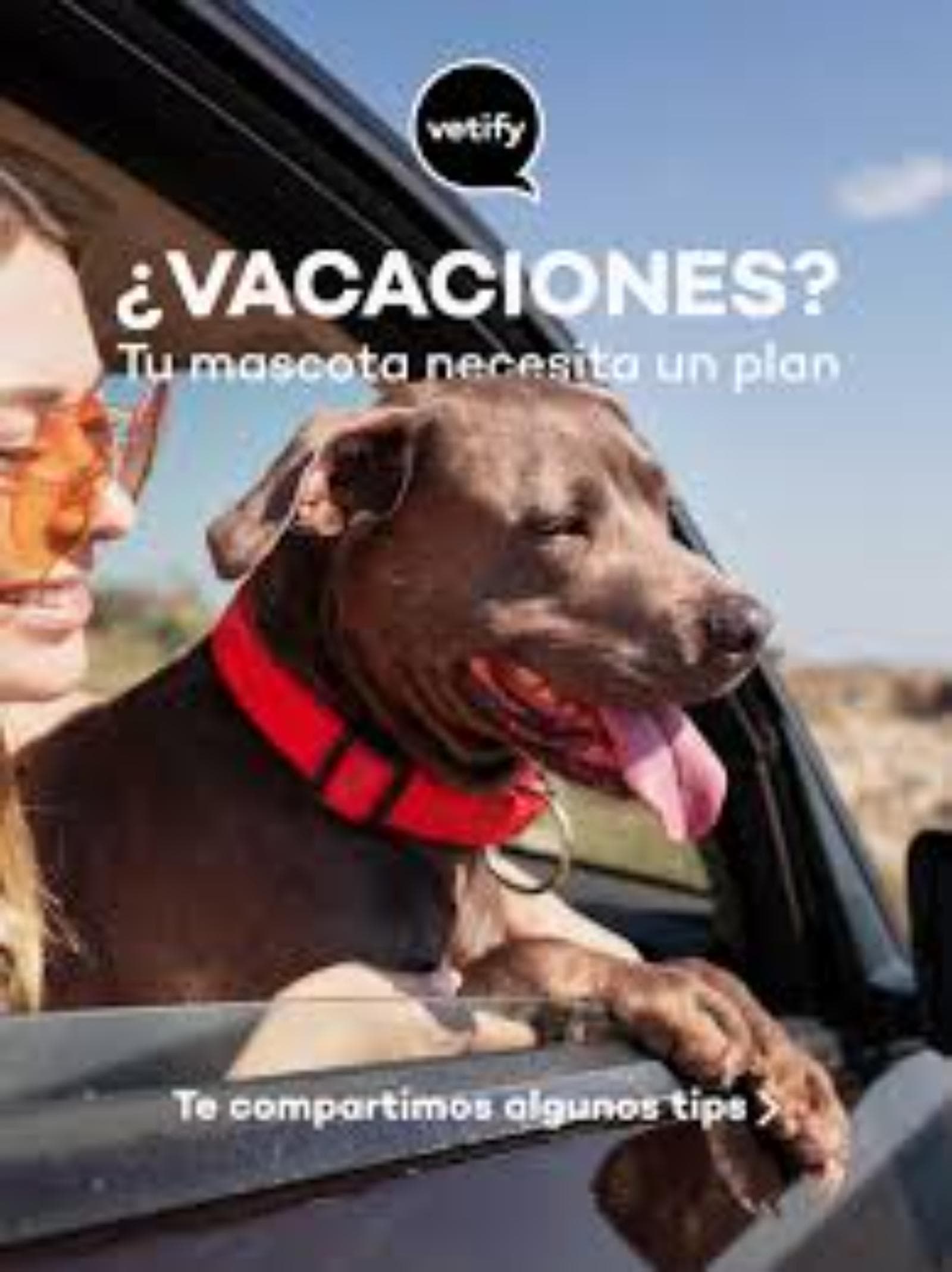 Prevención de urgencias veterinarias al viajar con mascotas: claves para las vacaciones de verano