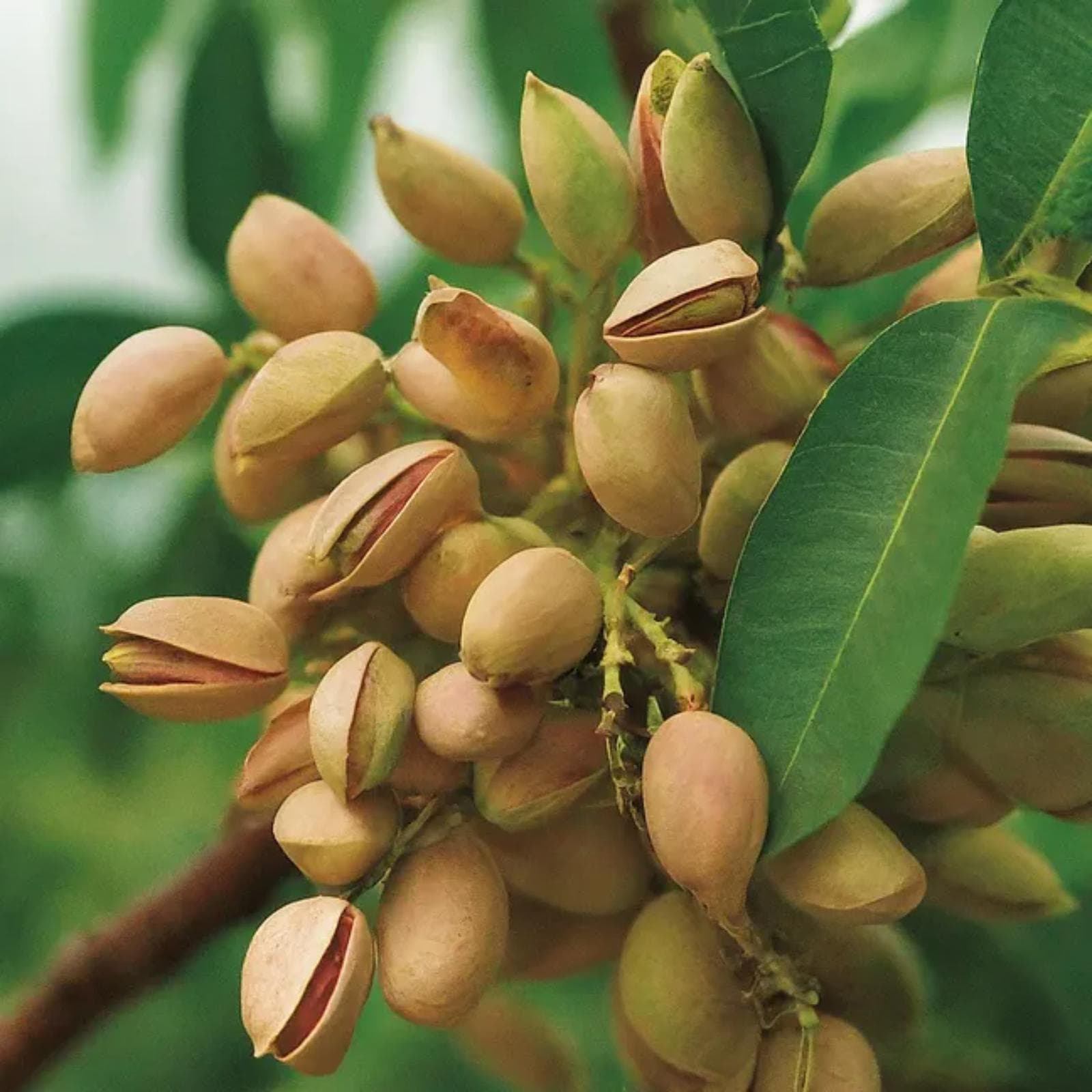 El pistacho en Argentina: de ingrediente exclusivo a símbolo de lujo cotidiano y tendencia urbana