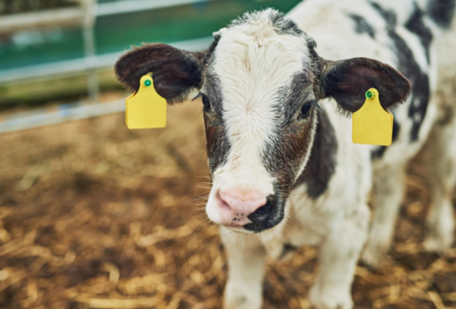 Abomasitis en terneros: claves de un cuadro agudo con mortalidad de 60%-90%