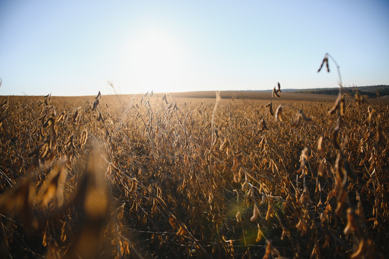 Córdoba activa un seguro multirriesgo agrícola piloto que cubre hasta 500.000 hectáreas