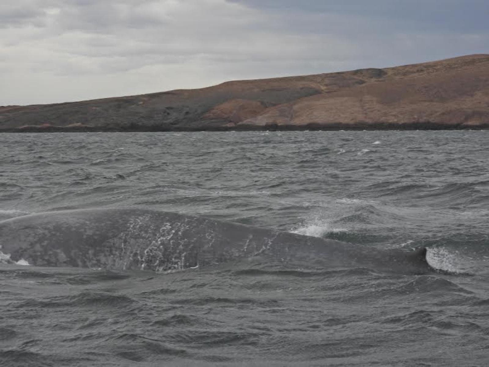 Parque Provincial Patagonia Azul: primer registro de ballena azul en sus aguas