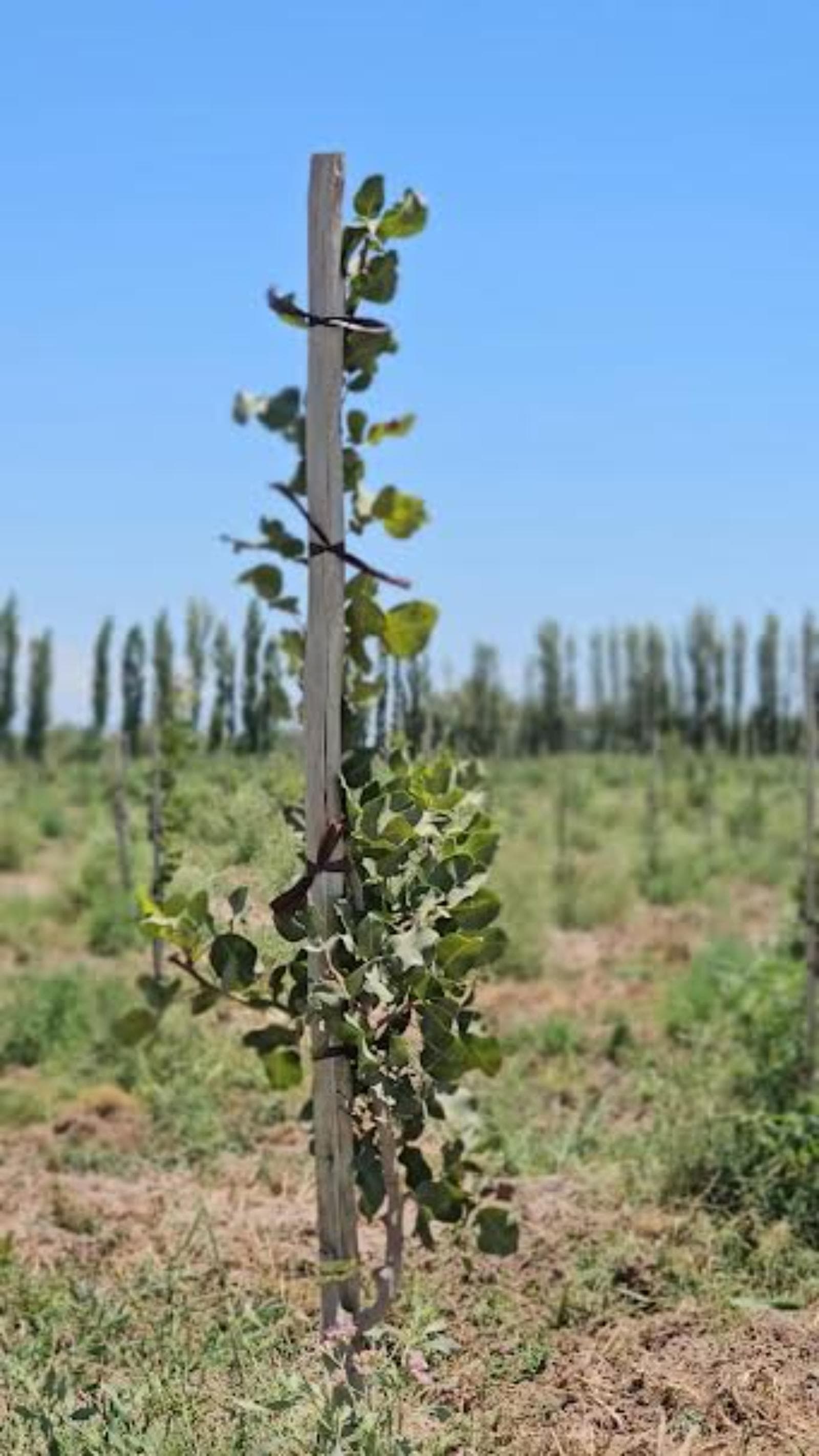 AgroFides impulsa en San Juan inversiones en pistacho para el mercado internacional