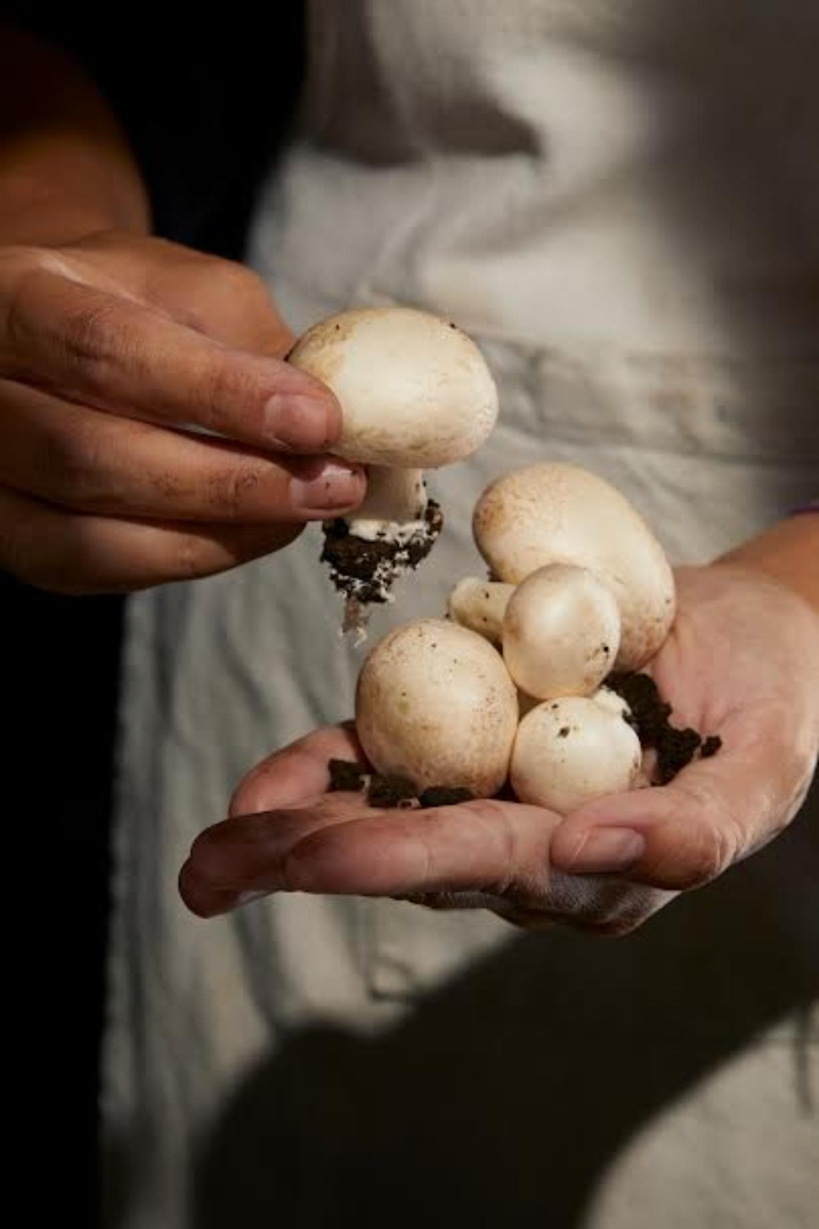 Hongos del Pilar proyecta 3 millones de kilos anuales para 2030