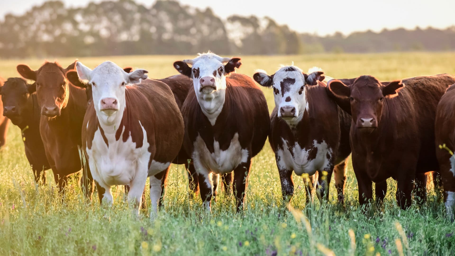 Grupo Galicia y Belat impulsan la transición hacia una ganadería regenerativa con financiamiento de impacto