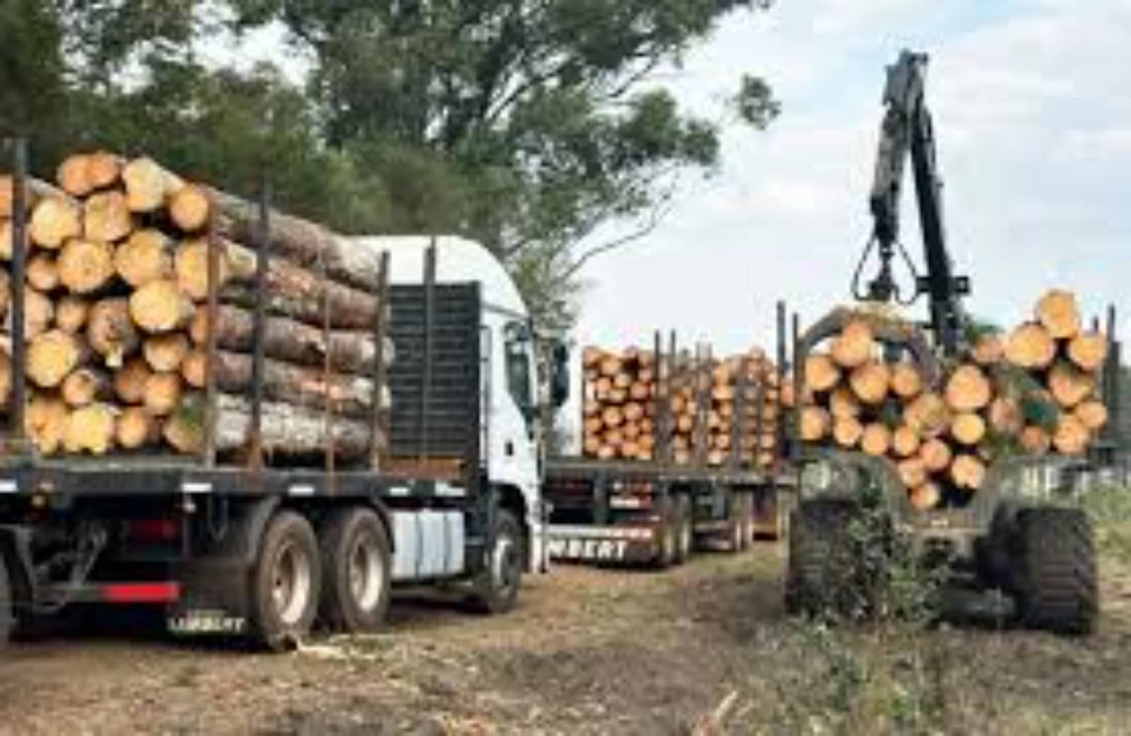 Forestoindustria: repunte de actividad en 2025 y empleo en baja