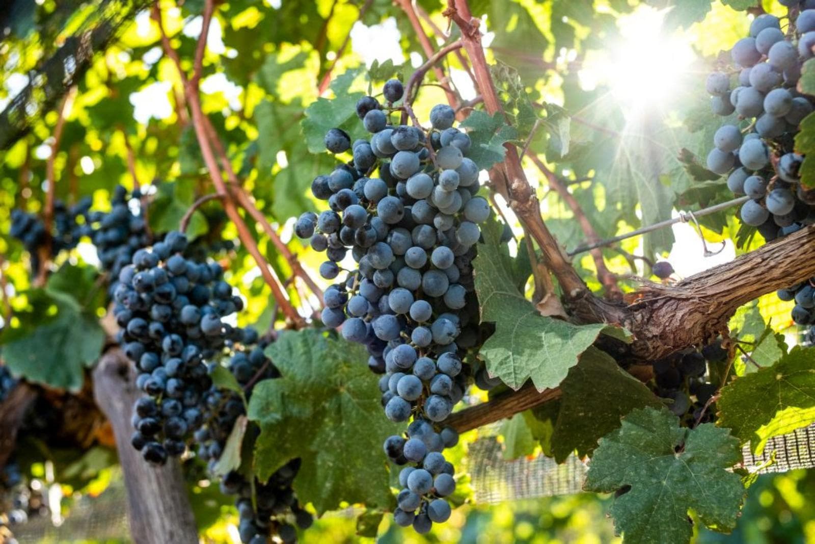 Bodega Del Fin Del Mundo y Karas Wines proponen dos Syrah para el 16 de febrero