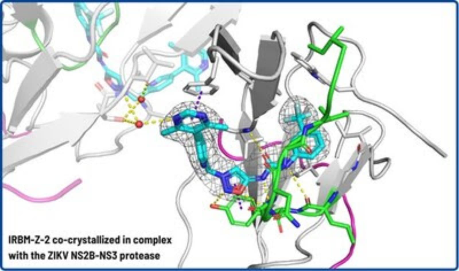 IRBM identificó un inhibidor alostérico contra la proteasa del virus del Zika