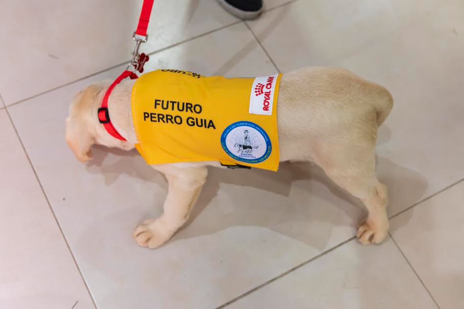 La Escuela de Perros Guía Argentinos entregó dos perros guía y sumó 17 cachorros