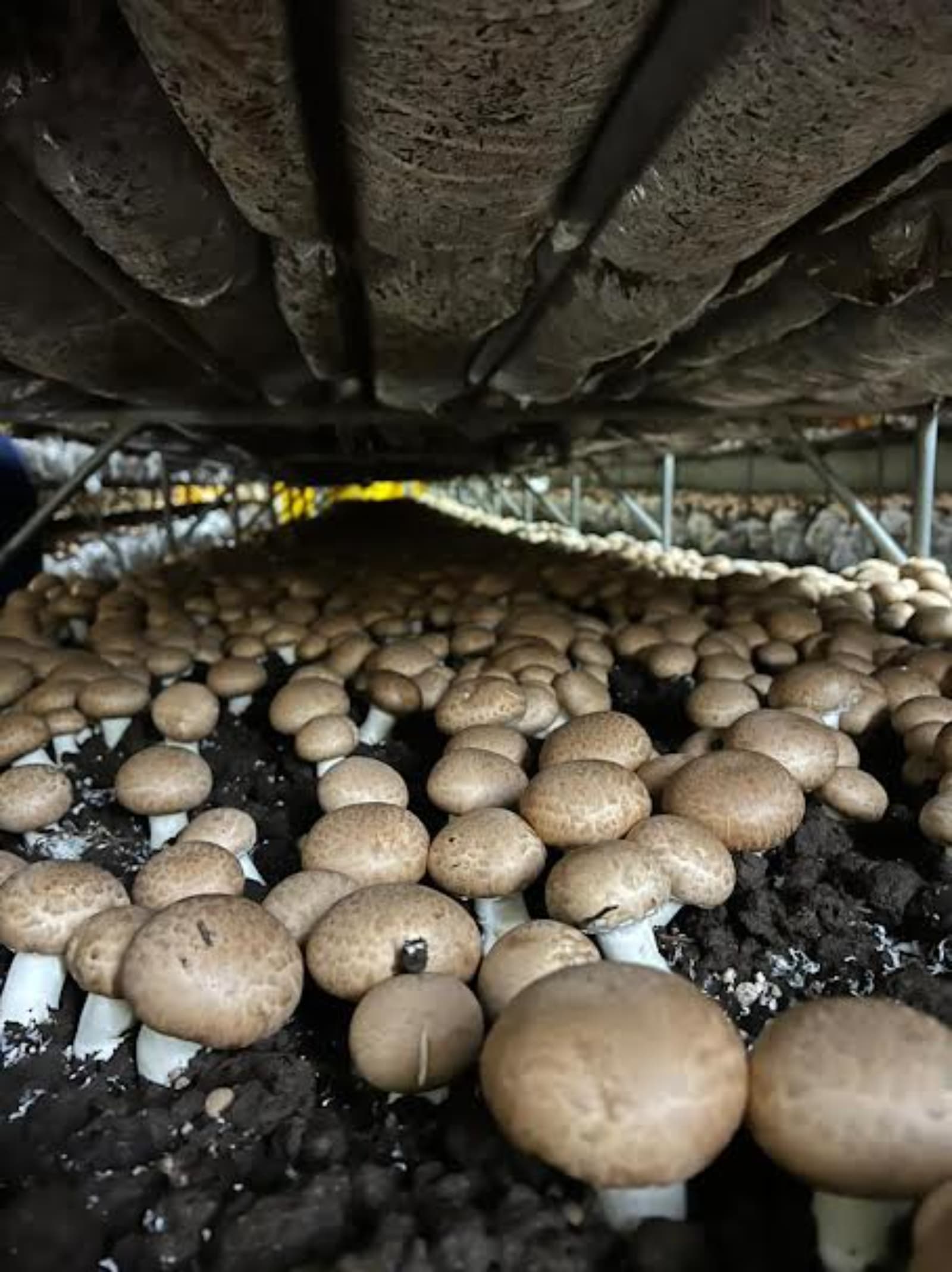 Hongos del Pilar proyecta invertir US$ 3 millones en 2026 y ampliar producción