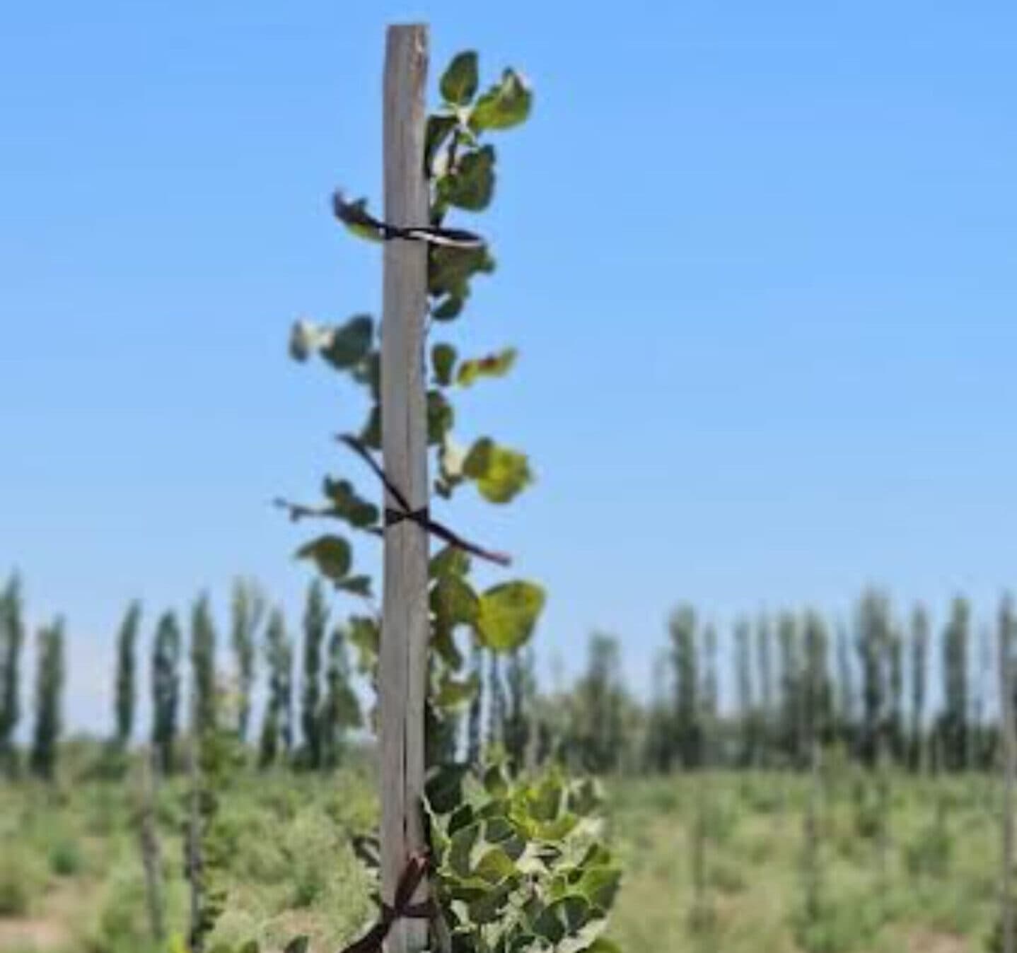 AgroFides amplía la base de inversores de su proyecto de pistachos en San Juan