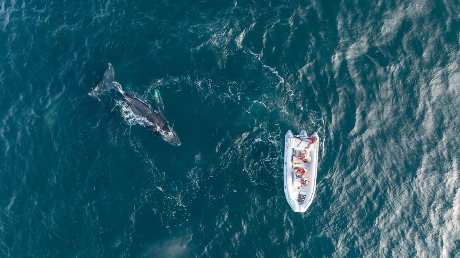 Rastreo satelital de ballenas jorobadas une Camarones con Orcadas del Sur