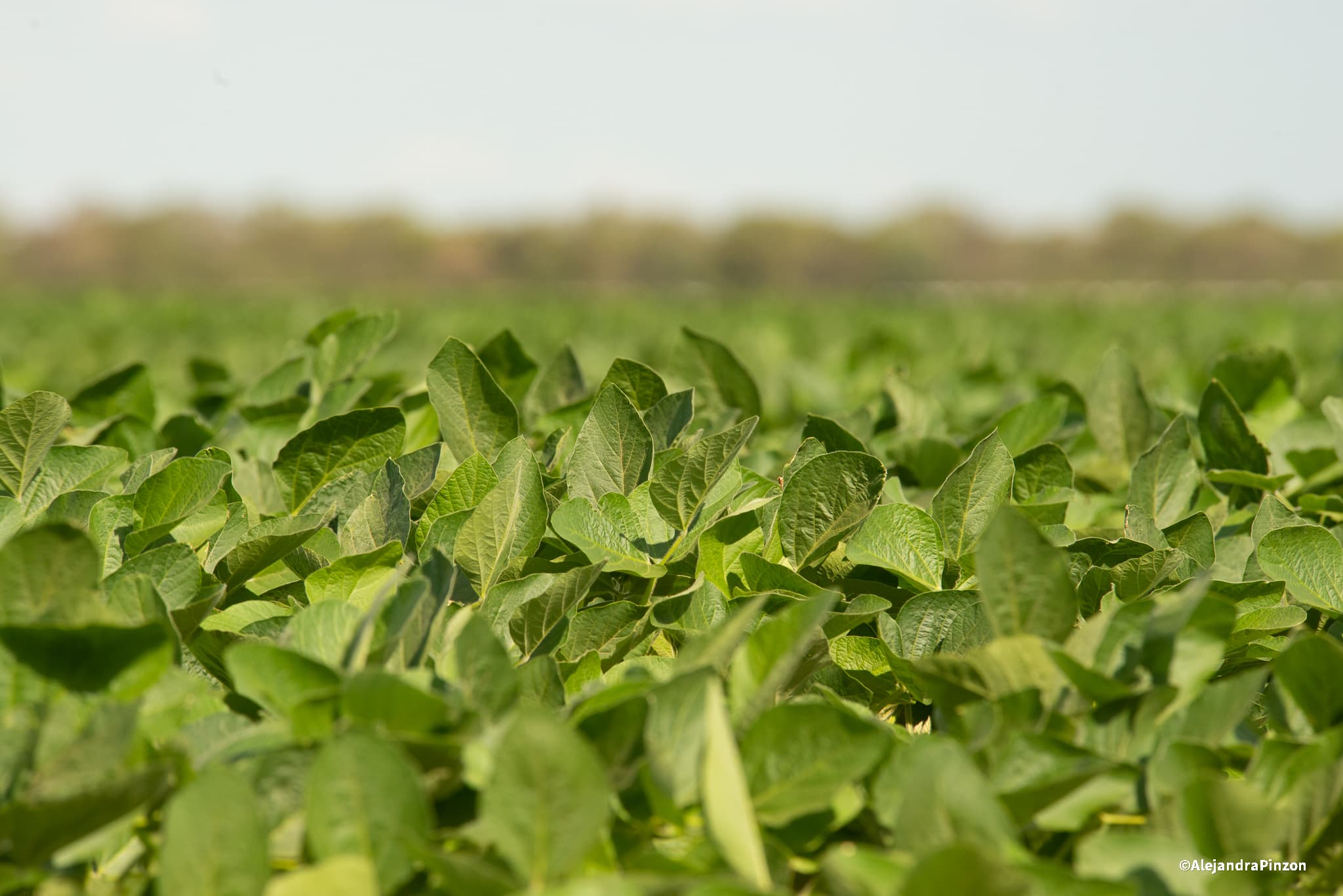 Nestlé Purina amplía en Argentina su estrategia de agricultura regenerativa para ingredientes