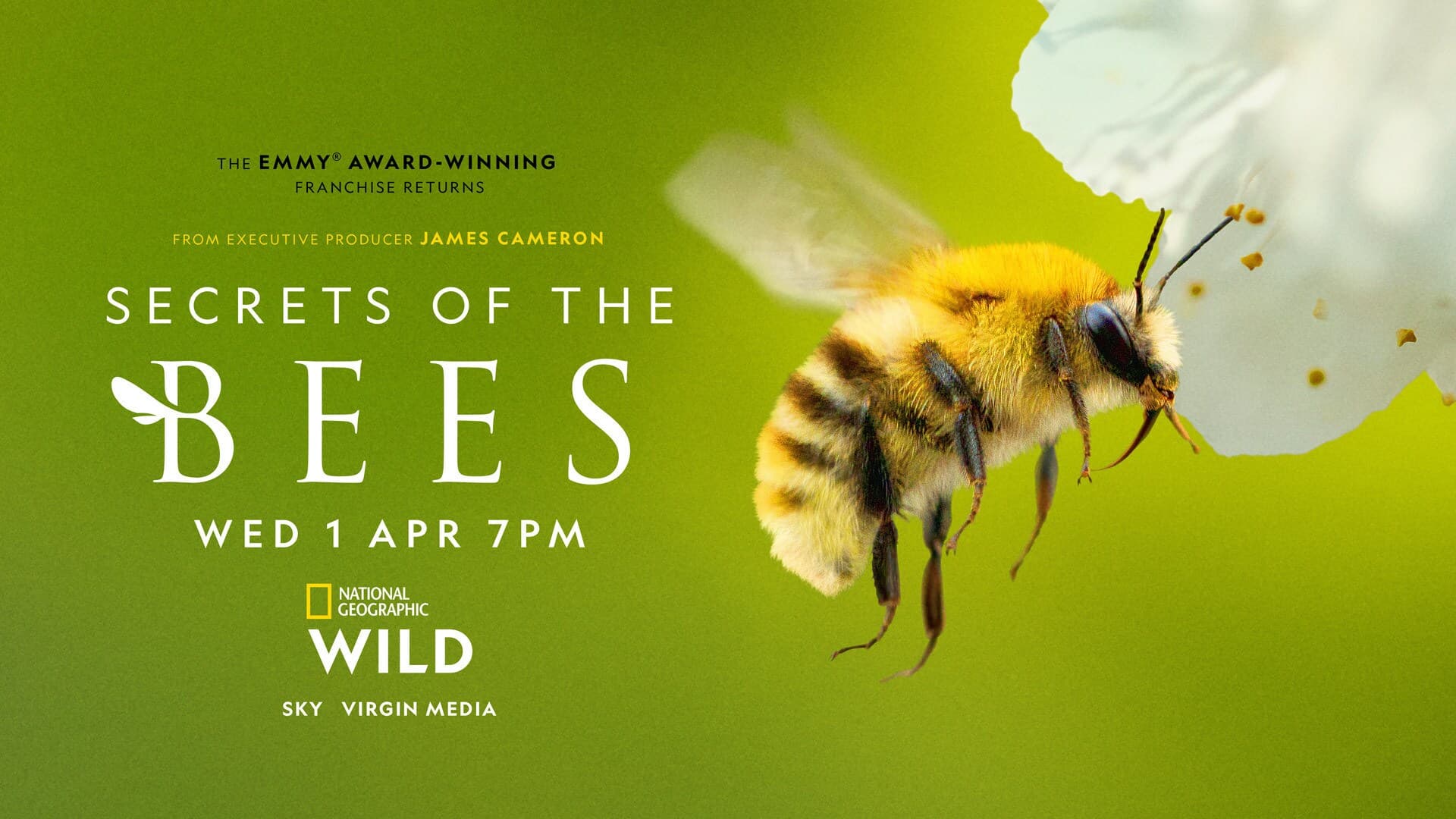Disney+ estrena el 1° de abril la serie de National Geographic “Secretos de las abejas”