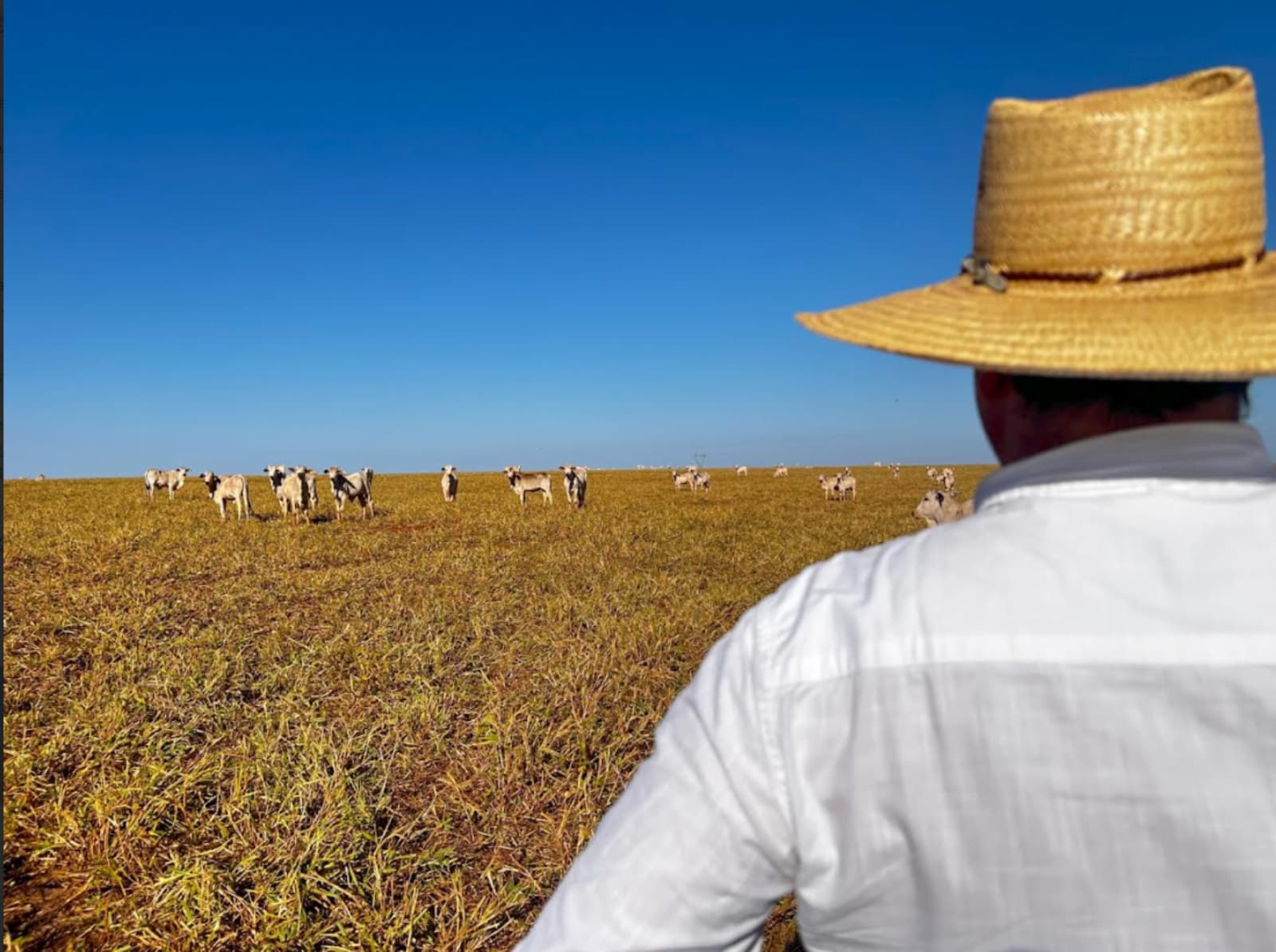 La tierra rural retoma demanda y empuja precios en el triángulo de oro