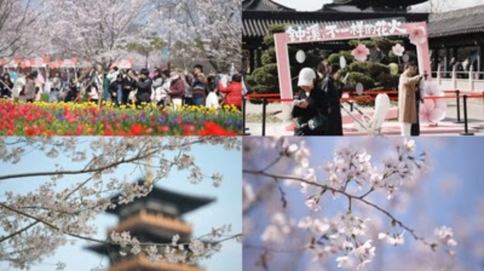 Pinghu abre su temporada de cerezos en flor con feria y show de drones