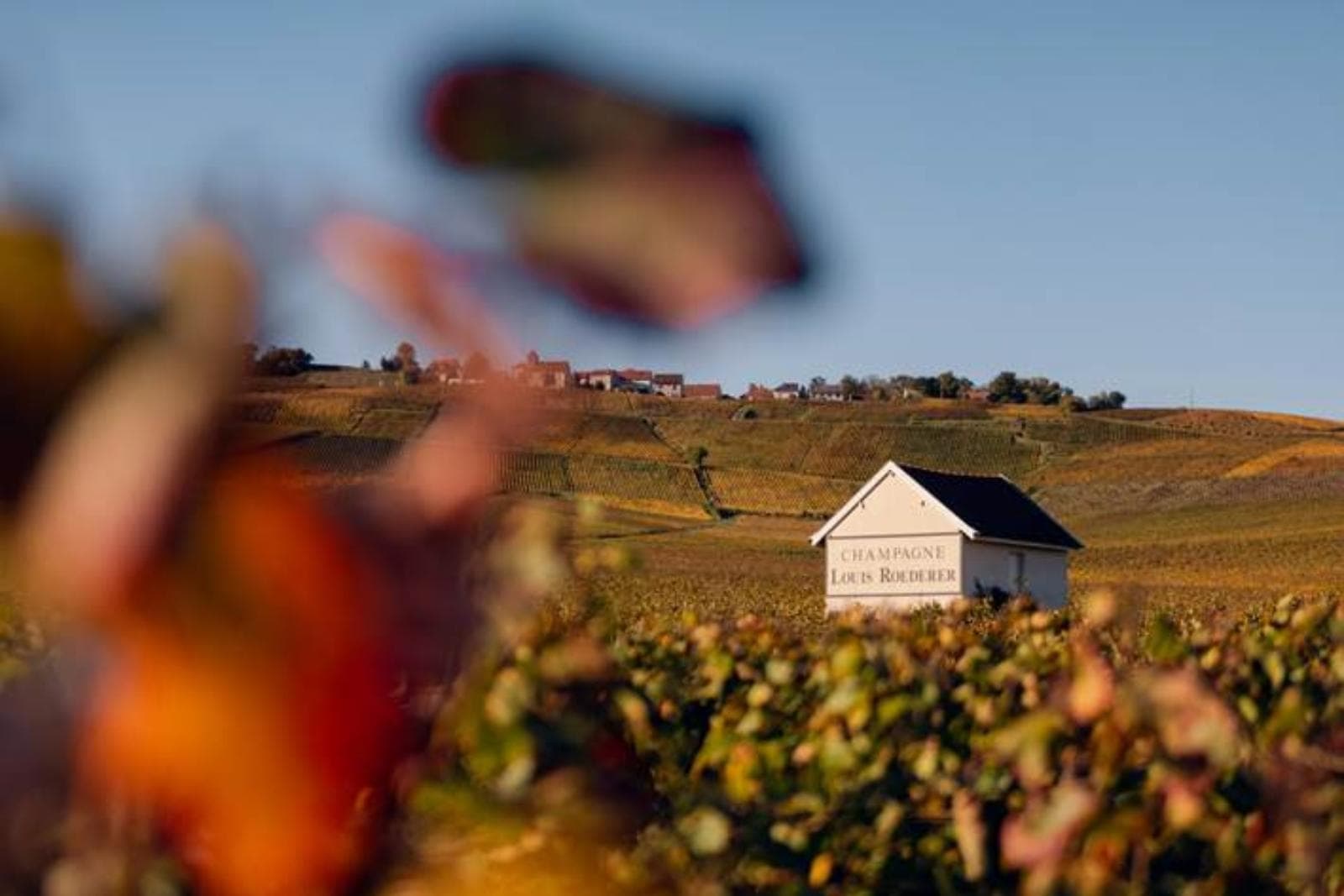 Louis Roederer suma su séptimo año consecutivo como champagne más admirado del mundo