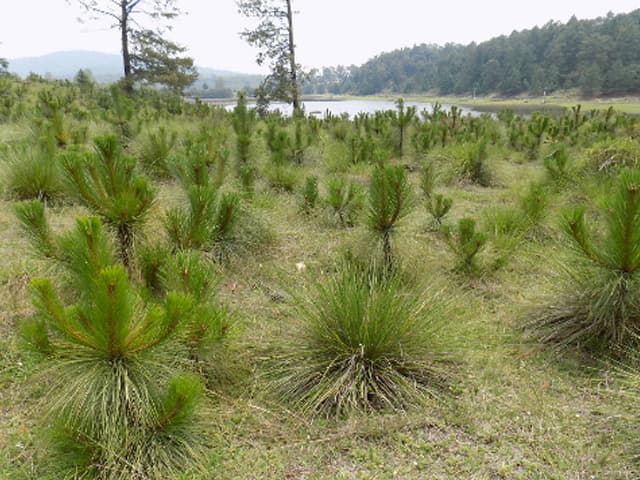 Cuidado con los incentivos para reforestar