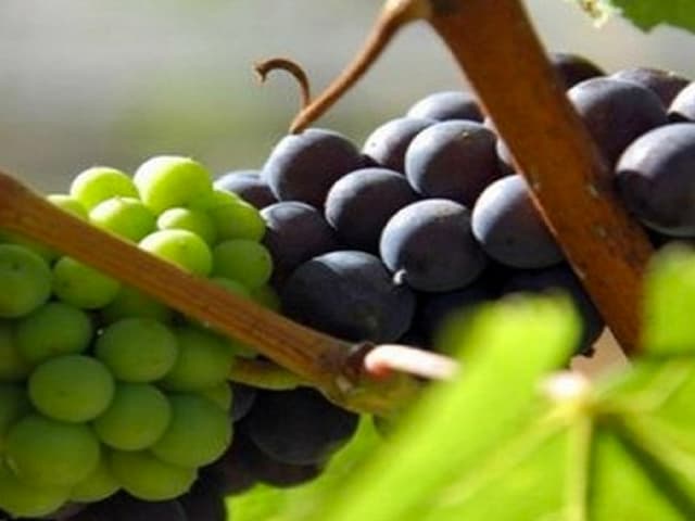 Crecen los vinos rosados en Argentina según la Asociación de Sommeliers