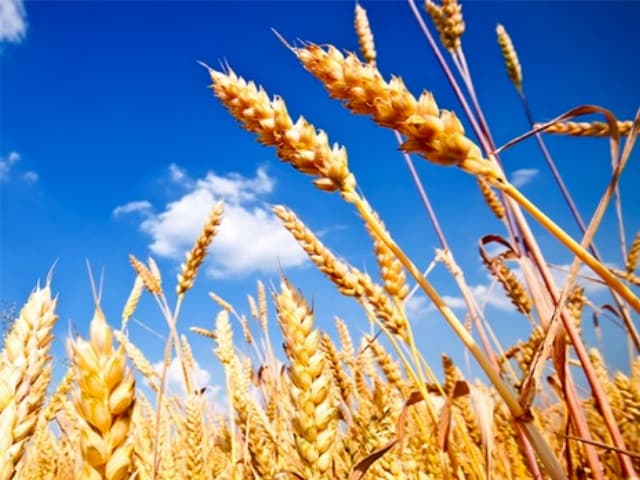 El fortalecimiento del dólar limita el alza de granos y la siembra de maíz se acelera en Argentina