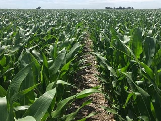 Argentina inicia la siembra de maíz con estimación de cosecha histórica y clima favorable