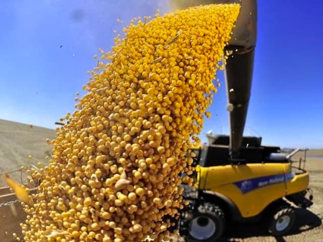 Maíz 2025/26: Stine lanza su estrategia para rendir más