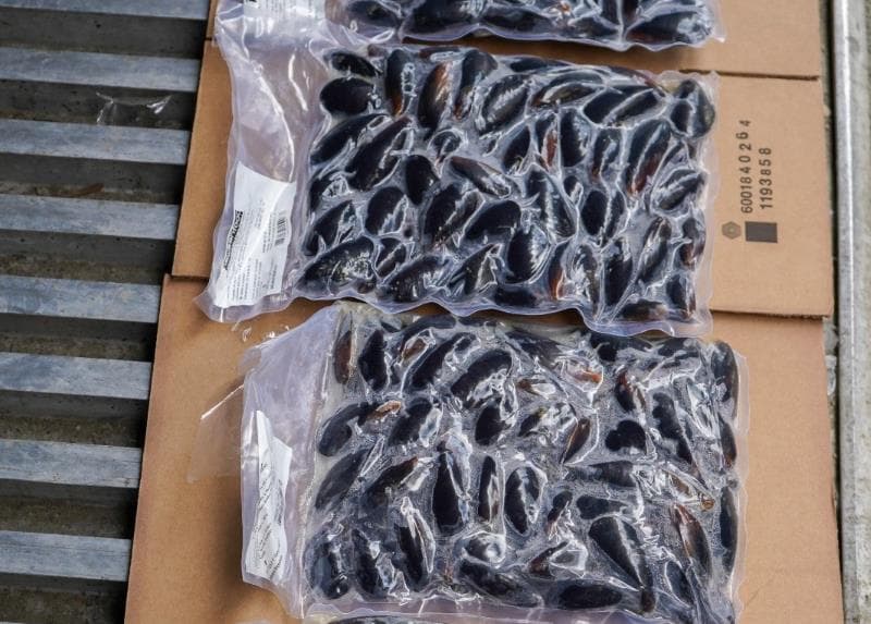 Newsan Food: por primera vez, Argentina exporta mejillones