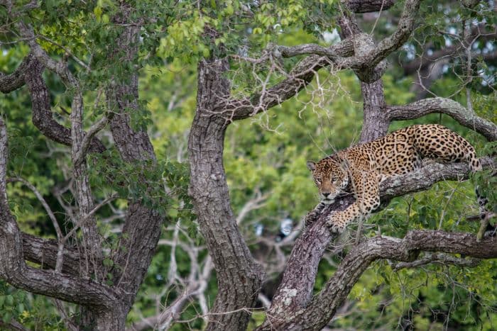 Día del Animal: Alerta por la biodiversidad en riesgo en Argentina