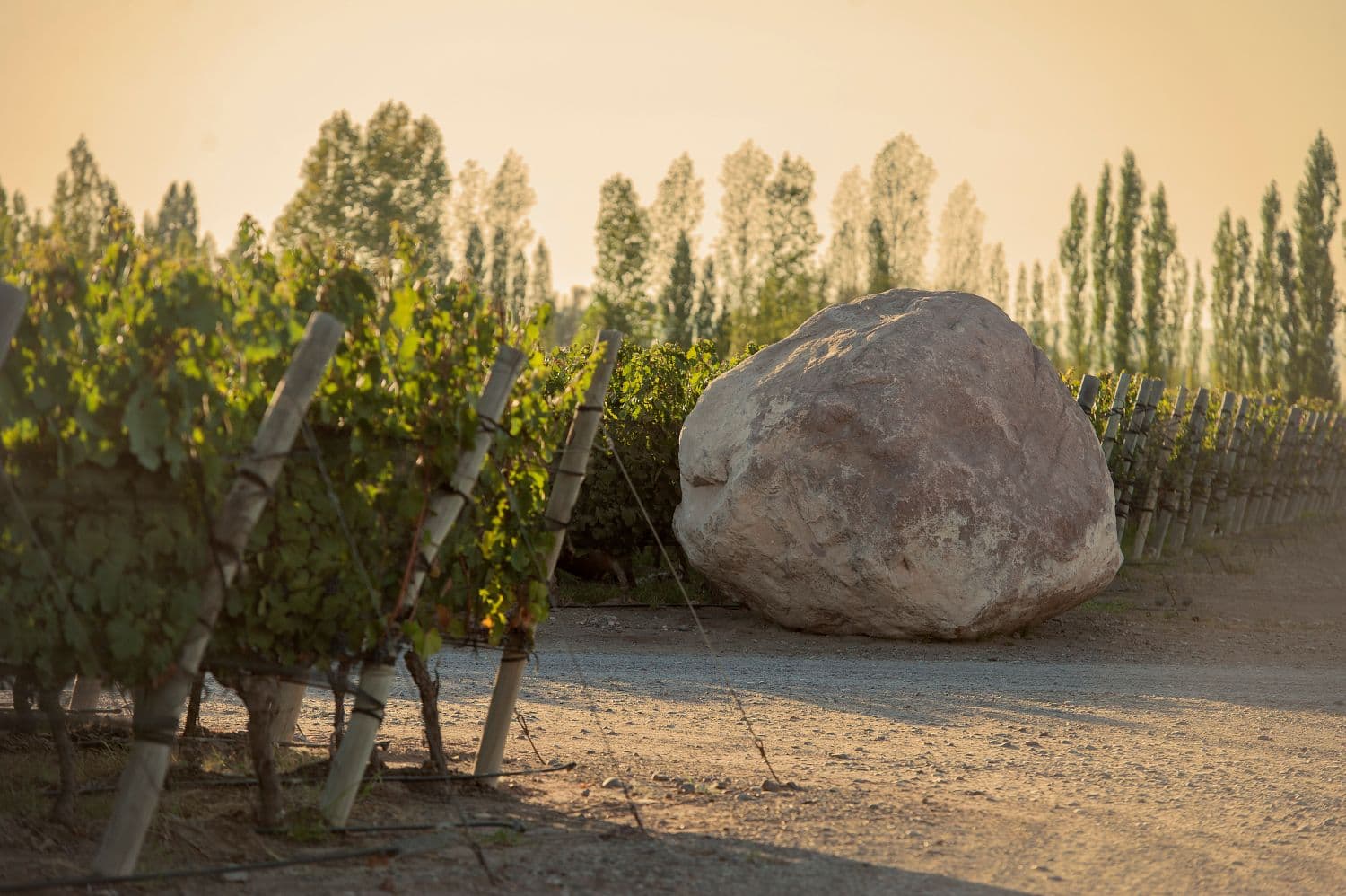 El viñedo de los 100 puntos