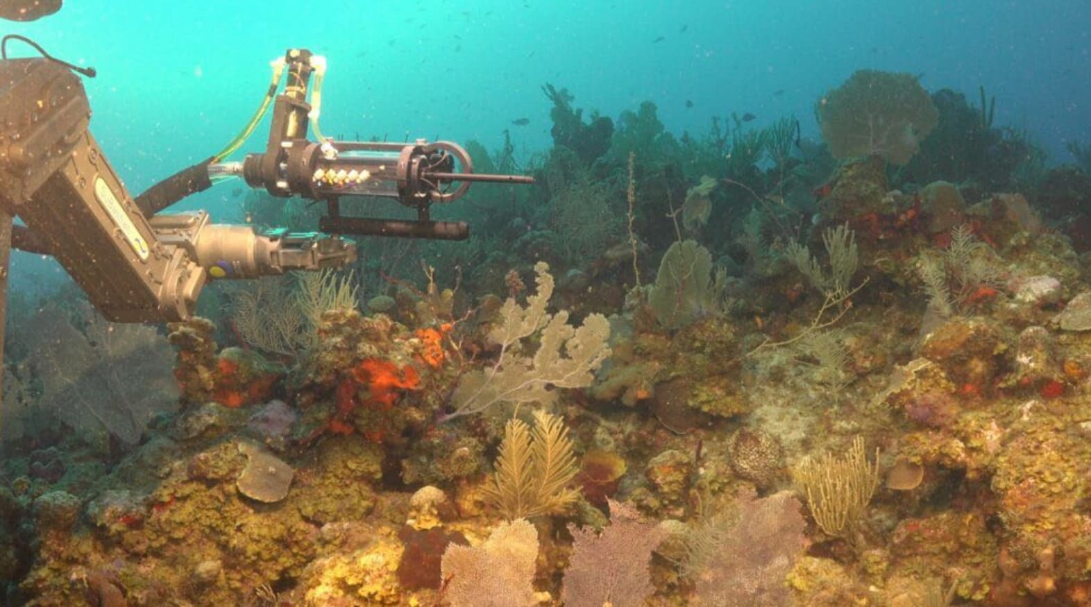 Científicas argentinas inician nueva expedición para explorar cañones submarinos en Mar del Plata