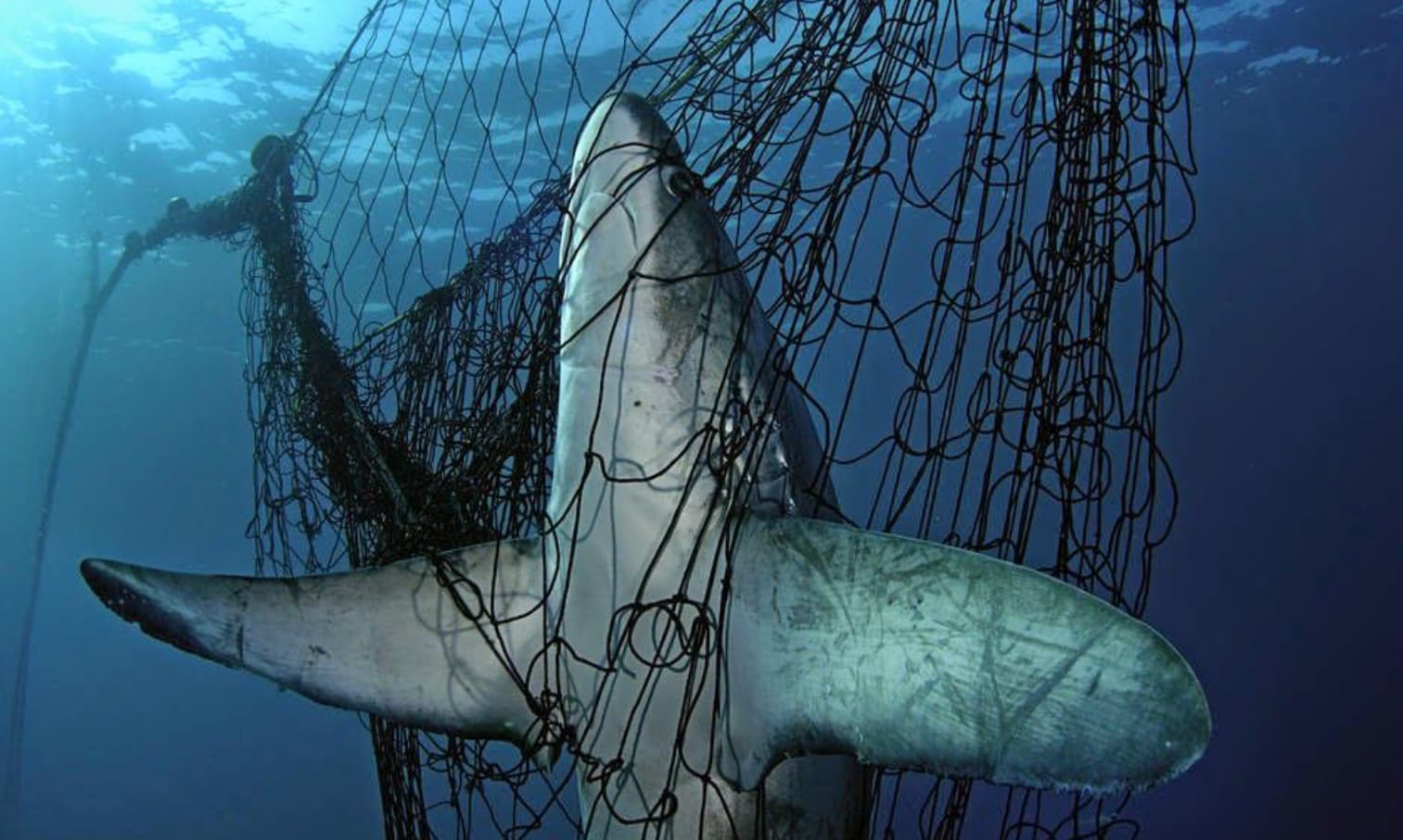 Argentina se ubica entre los países con mayor destrucción del fondo marino por pesca de arrastre