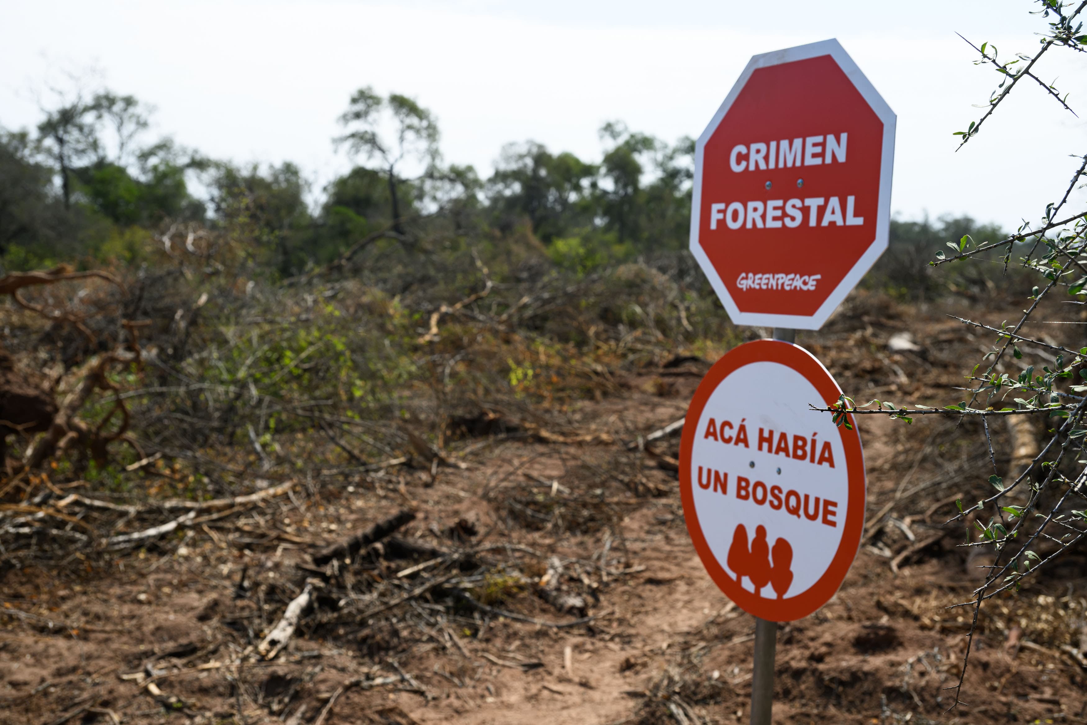 El 86% de los argentinos considera esencial la protección de los bosques frente al cambio climático