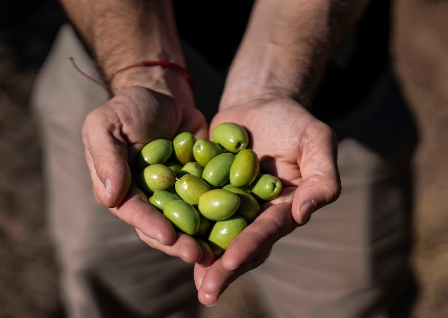 Zuelo presenta la propuesta turística “Olivarero por un día”