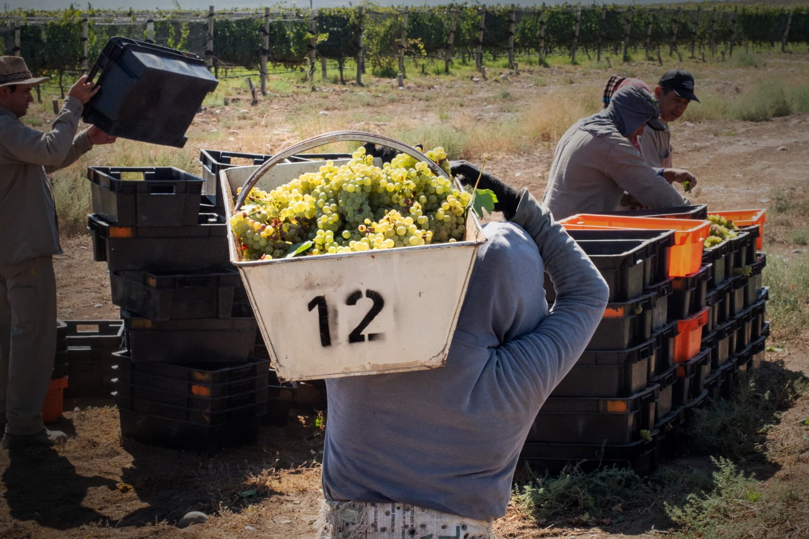 VendimiAAS 2026 abre un nuevo ciclo con récord de bodegas participantes